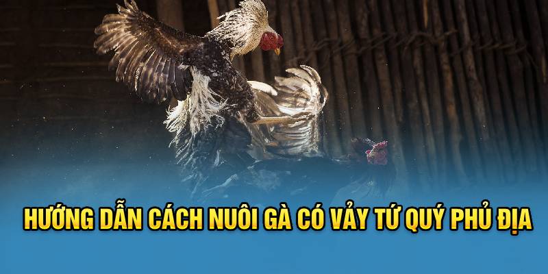 Hướng dẫn cách nuôi gà có vảy tứ quý phủ địa