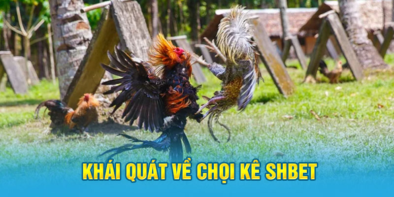 Khái quát về chọi kê Shbet